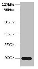 REG3G Antibody (aa2-110)
