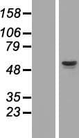 PM20D1 Protein (Over-Expression Lysate Myc-DDK (Flag))
