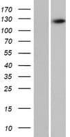 C16orf96 Protein (Over-Expression Lysate Myc-DDK (Flag))