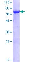 Human BZW2 Protein (Recombinant GST)