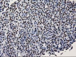 LENG1 Antibody (clone OTI10A7)