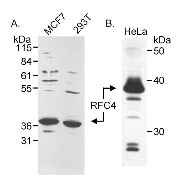 RFC4 Antibody (aa1-50)