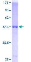Human PSMA2 Protein (Recombinant GST)