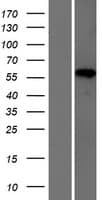HP1BP3 Protein (Over-Expression Lysate Myc-DDK (Flag))