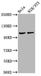 MKL2 Antibody