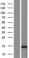 NHLRC4 Protein (Over-Expression Lysate Myc-DDK (Flag))