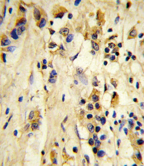 EIF4E2 / IF4e Antibody