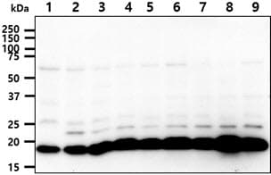 SSU72 Antibody (clone AT66D10)