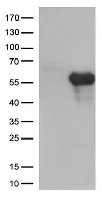 HAVCR2 / TIM-3 Antibody (clone OTI4B2)