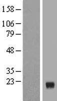 C1orf64 Protein (Over-Expression Lysate Myc-DDK (Flag))