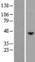 PDGF-D Protein (Over-Expression Lysate Myc-DDK (Flag))
