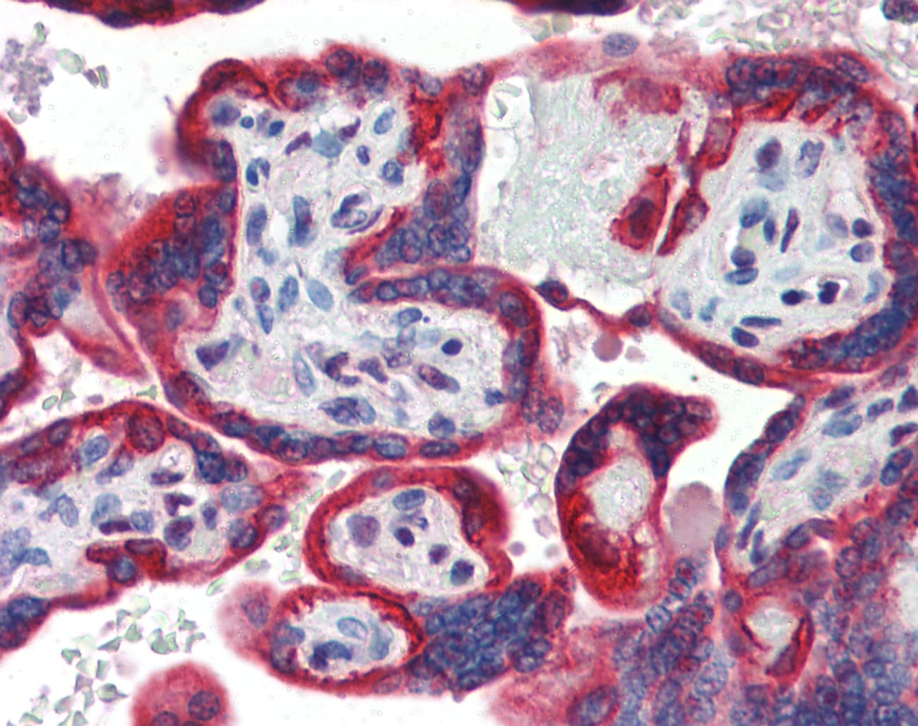 Polyclonal Rabbit anti-Human SP3 Antibody (aa287-336, IHC, WB)