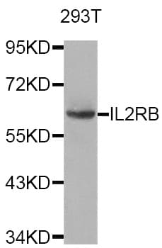 IL2RB / CD122 Antibody