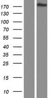 PCF11 Protein (Over-Expression Lysate Myc-DDK (Flag))