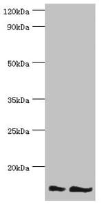 NEDD8 Antibody (aa1-81)
