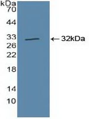 CUL1 / Cullin 1 Antibody (aa1-250)