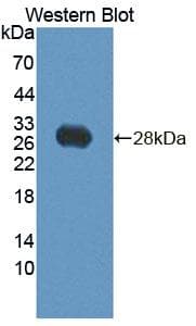 BPGM Antibody (HRP)