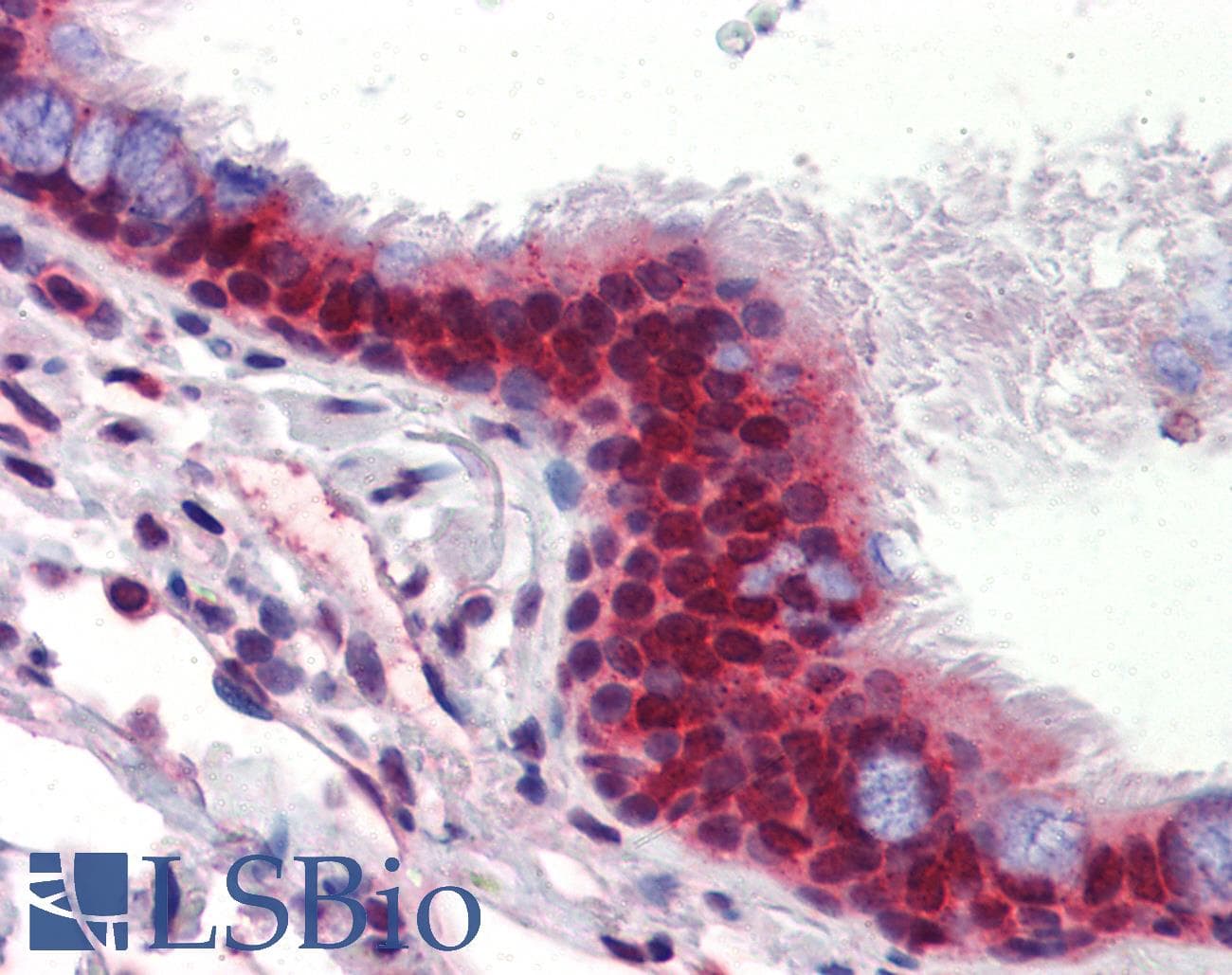 UBQLN1 / Ubiquilin Antibody (aa290-339)