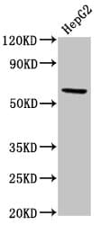 RORC / ROR Gamma Antibody (aa1-518)