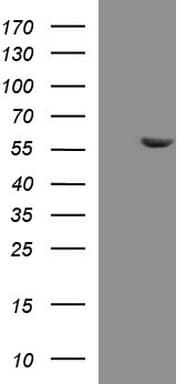 PAAF1 Antibody (clone OTI2G6, Carrier-free)