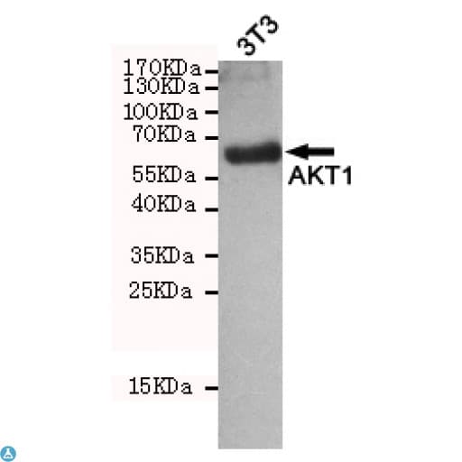 AKT1 Antibody