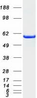 Human p66 / SHC Protein (Recombinant Myc-DDK (Flag))
