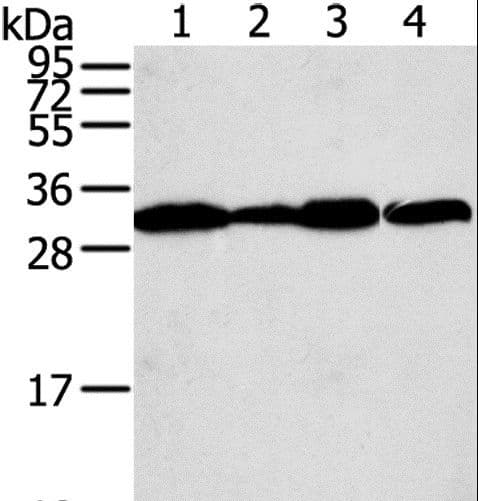STX10 / Syntaxin 10 Antibody