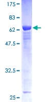 Human PTPN7 / HEPTP Protein (Recombinant GST)