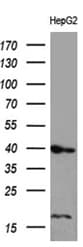 Monoclonal Mouse anti-Human FLJ33360 Antibody (clone OTI8C7, WB)