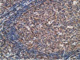 Monoclonal Mouse anti-Human STAT5A Antibody (clone 4.00E+07, Carrier-free, IHC, IF, WB)