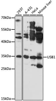 USB1 Antibody (aa1-265)