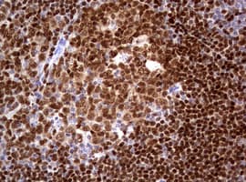 PAX5 Antibody (clone OTI4F9, Carrier-free)