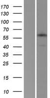 APBA3 / MINT3 Protein (Over-Expression Lysate Myc-DDK (Flag))