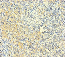 Polyclonal Rabbit anti-Human PLAC8 Antibody (IHC, IF)