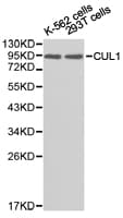 CUL1 / Cullin 1 Antibody