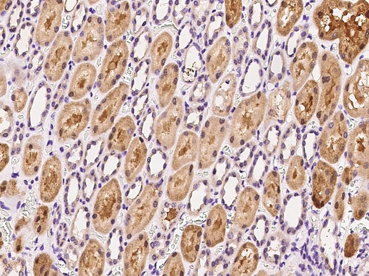 ELAVL1 / HUR Antibody