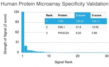 FXN / Frataxin Antibody (clone FXN/2124, Ready-to-Use)