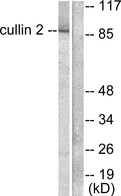 CUL2 / Cullin 2 Antibody