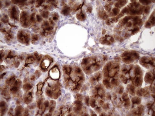 ANPEP / CD13 Antibody (aa668-967, clone 2F10, Carrier-free)
