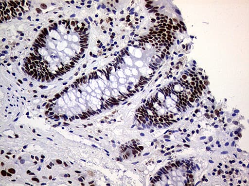 RING1 Antibody (aa88-362, clone OTI3G7)