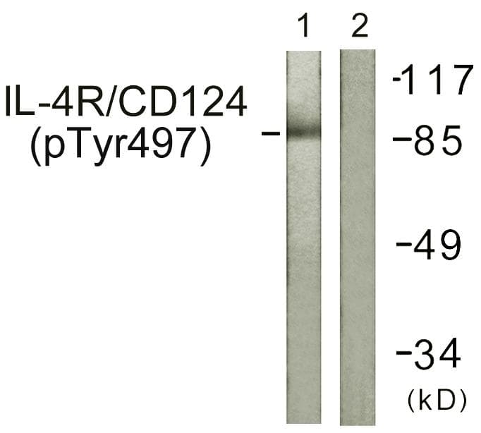 IL4R / CD124 Antibody (phospho-Tyr497)