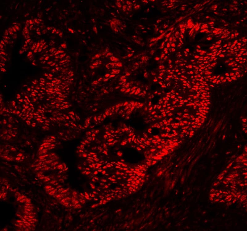 NONO / P54NRB Antibody (aa1-35)