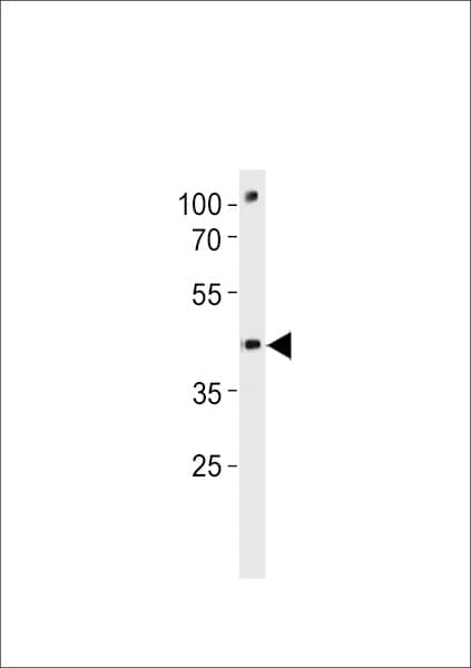 POU3F3 / BRN1 Antibody (aa381-407)