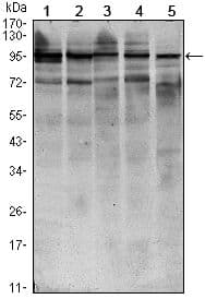 STAT6 Antibody (clone 7D3)