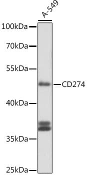 Polyclonal Rabbit anti-Human CD274 / B7-H1 / PD-L1 Antibody (IHC, IF, WB)