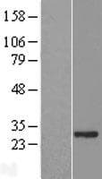 ASB7 Protein (Over-Expression Lysate Myc-DDK (Flag))