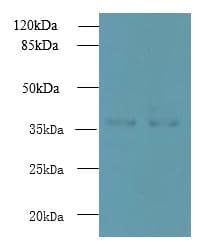 UBLCP1 Antibody