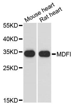 MDFI / I-MF Antibody