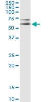 MAPK8 / JNK1 Antibody (clone 4A11)
