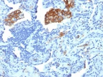 CD209 / DC-SIGN Antibody (clone C209/1781, Azide-free, BSA-free)